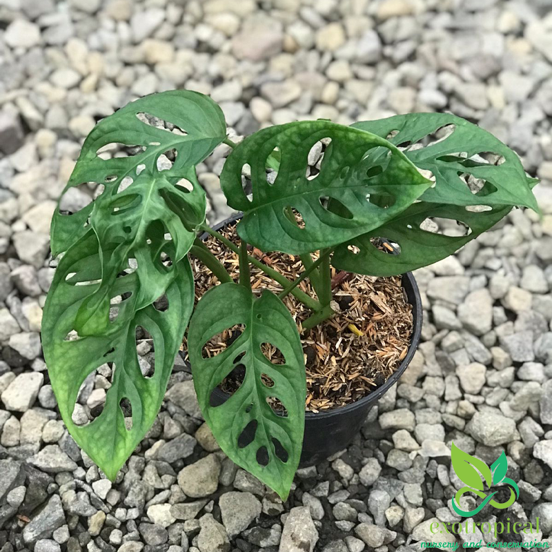 Monstera Acuminata Medium Size