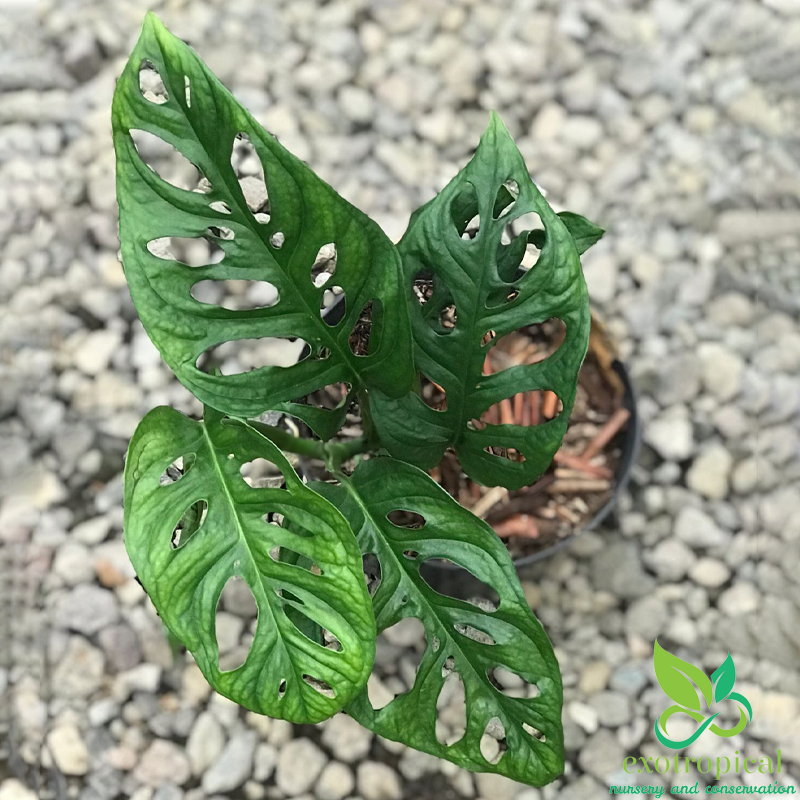 Monstera Acuminata Medium Size