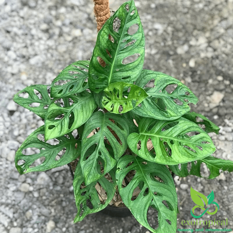 Monstera Acuminata Medium Size