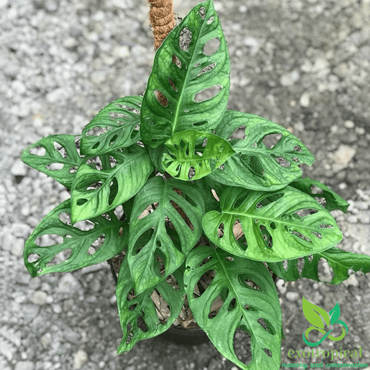 Monstera Acuminata Medium Size