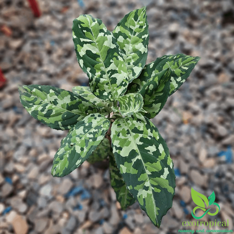 Aglaonema Pictum Tricolor