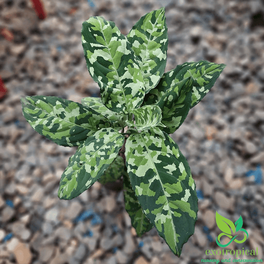 Aglaonema Pictum Tricolor