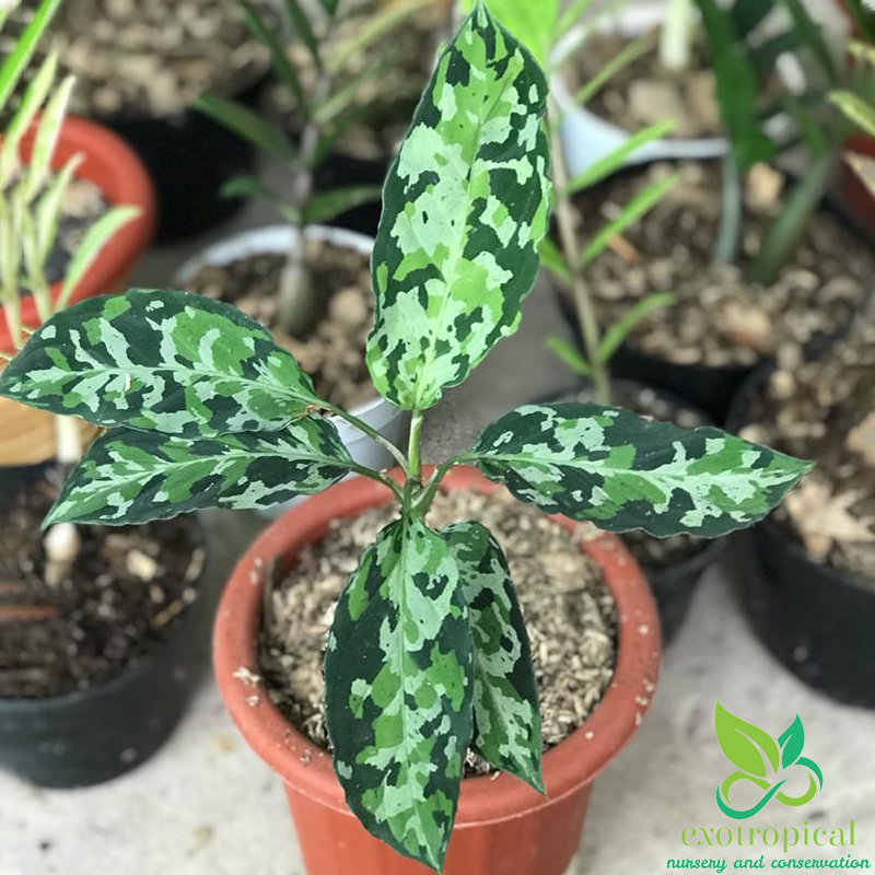 Aglaonema Pictum Tricolor