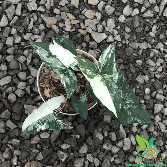 Syngonium Albo Variegated