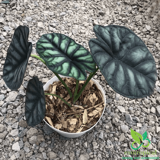 Alocasia Dragon Scale