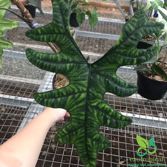 Alocasia Jacklyn Tuber Only