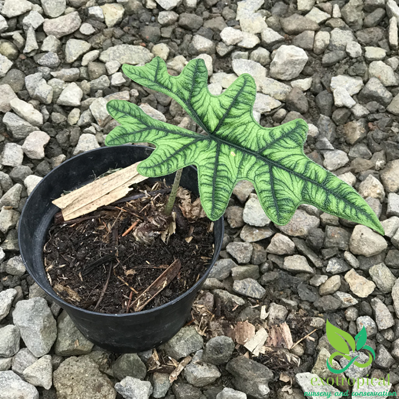 Alocasia Jacklyn Tuber Only