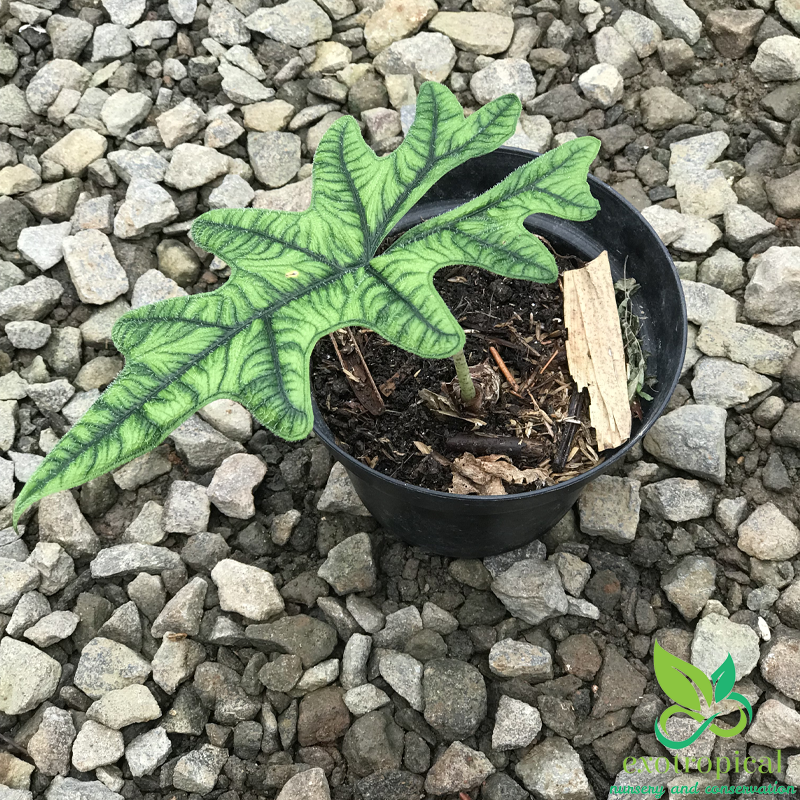 Alocasia Jacklyn Tuber Only