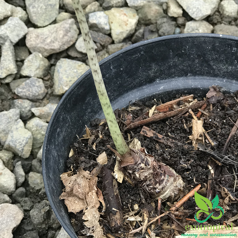 Alocasia Jacklyn Tuber Only