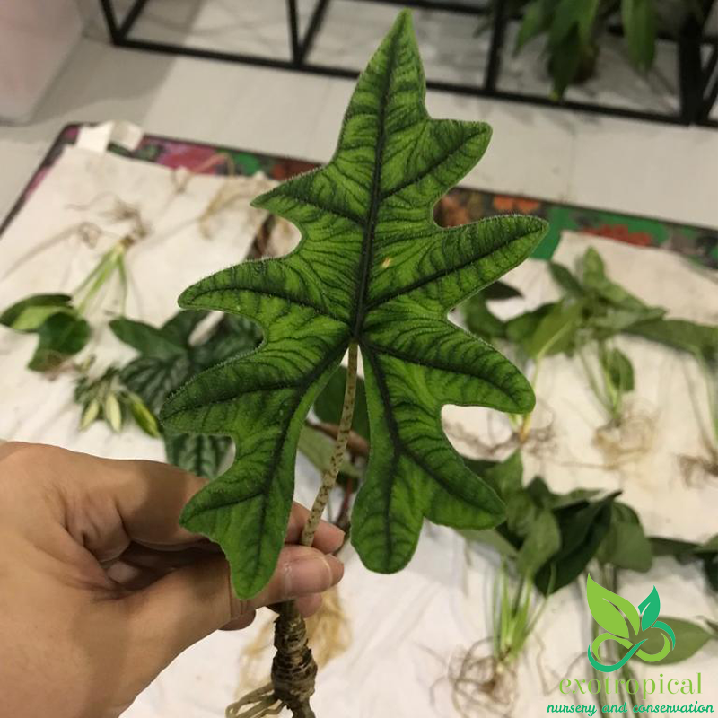 Alocasia Jacklyn Tuber Only