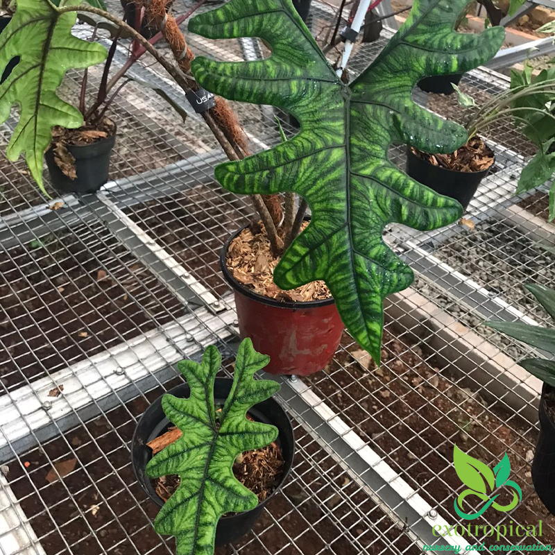 Alocasia Jacklyn Tuber Only