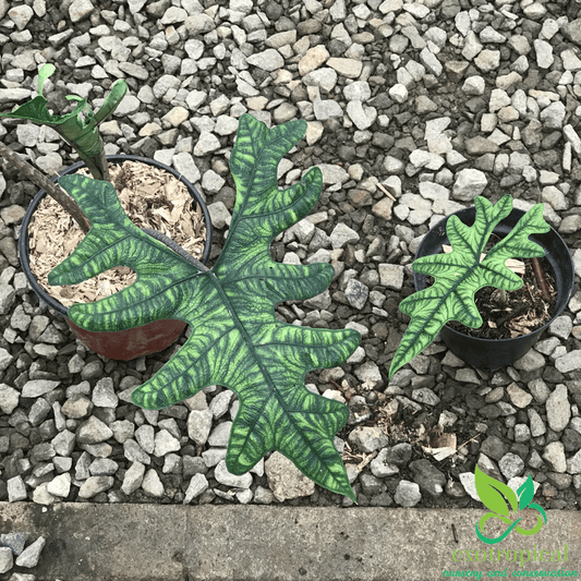 Alocasia Jacklyn Tuber Only