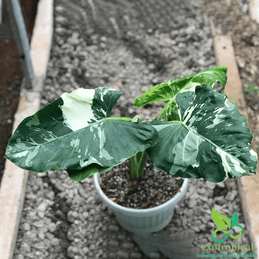 Alocasia Macrorrhiza Variegated Large Size Without Leaves