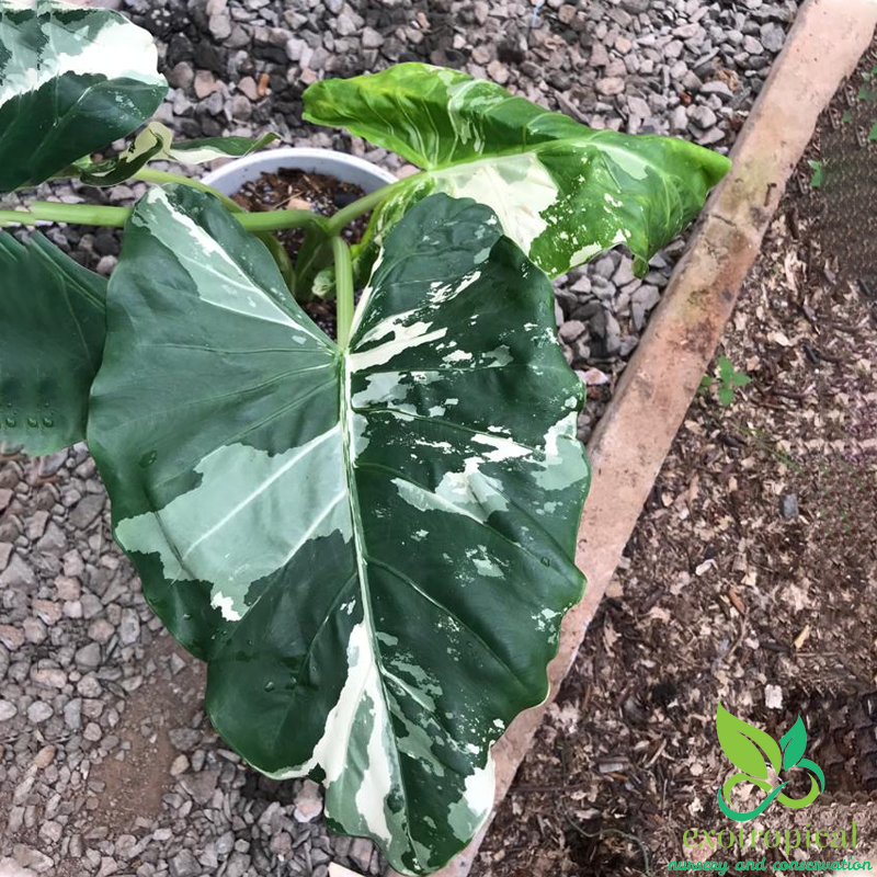 Alocasia Macrorrhiza Variegated Large Size Without Leaves