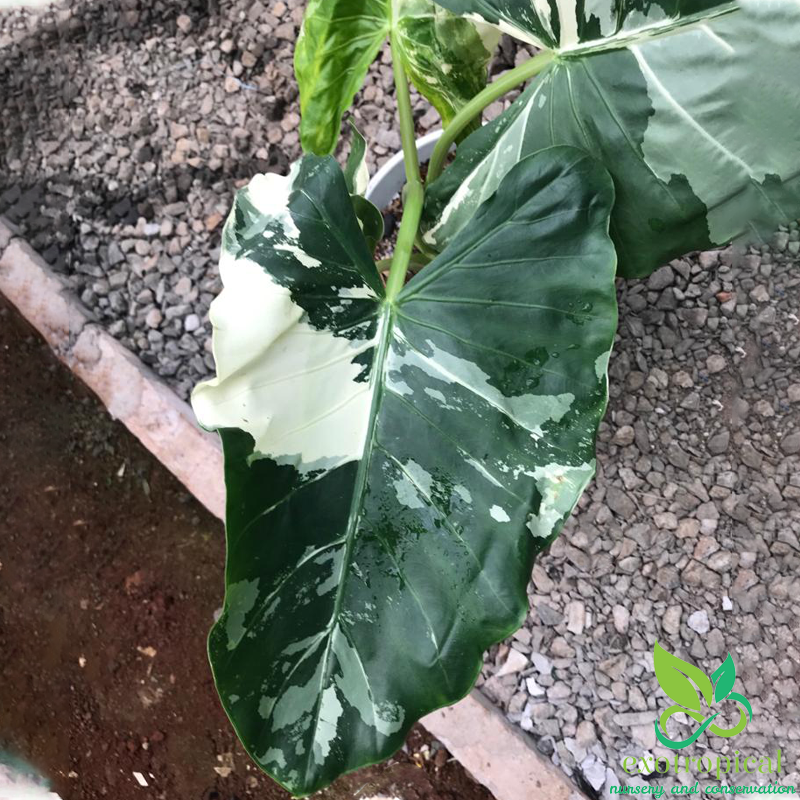 Alocasia Macrorrhiza Variegated Large Size Without Leaves