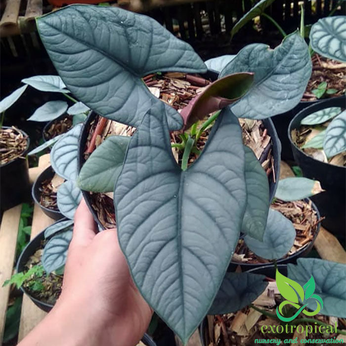 Alocasia Reginae