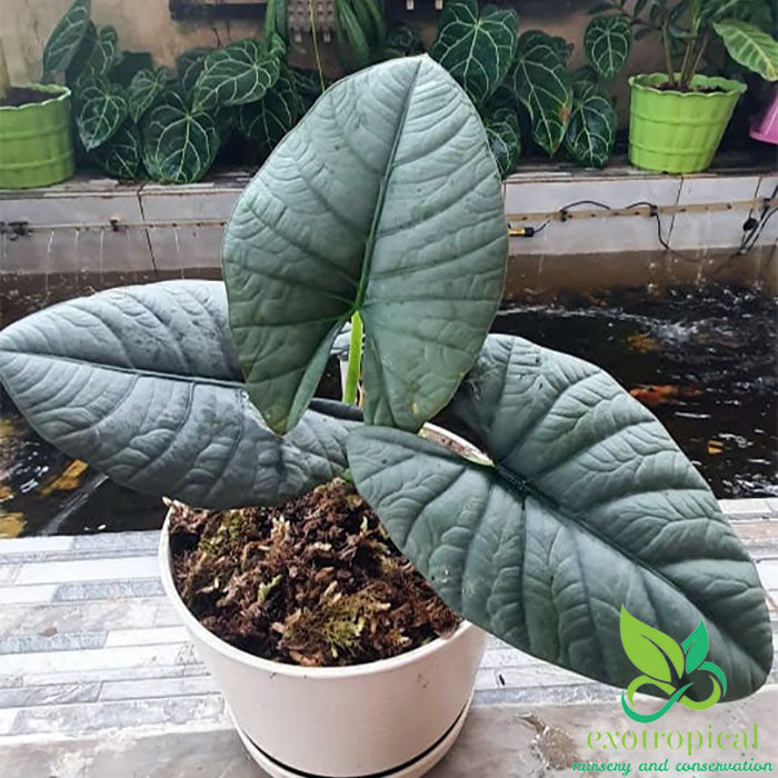 Alocasia Reginae