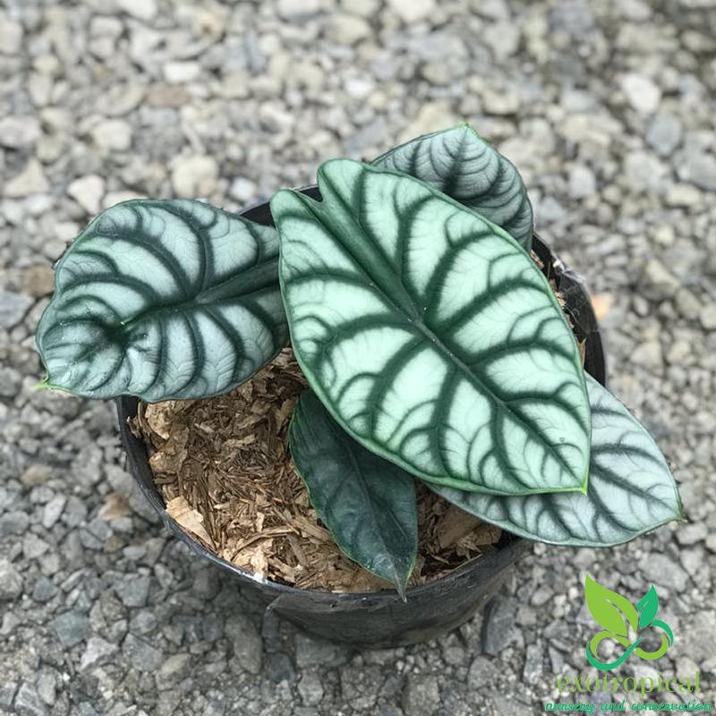 Alocasia Silver Dragon
