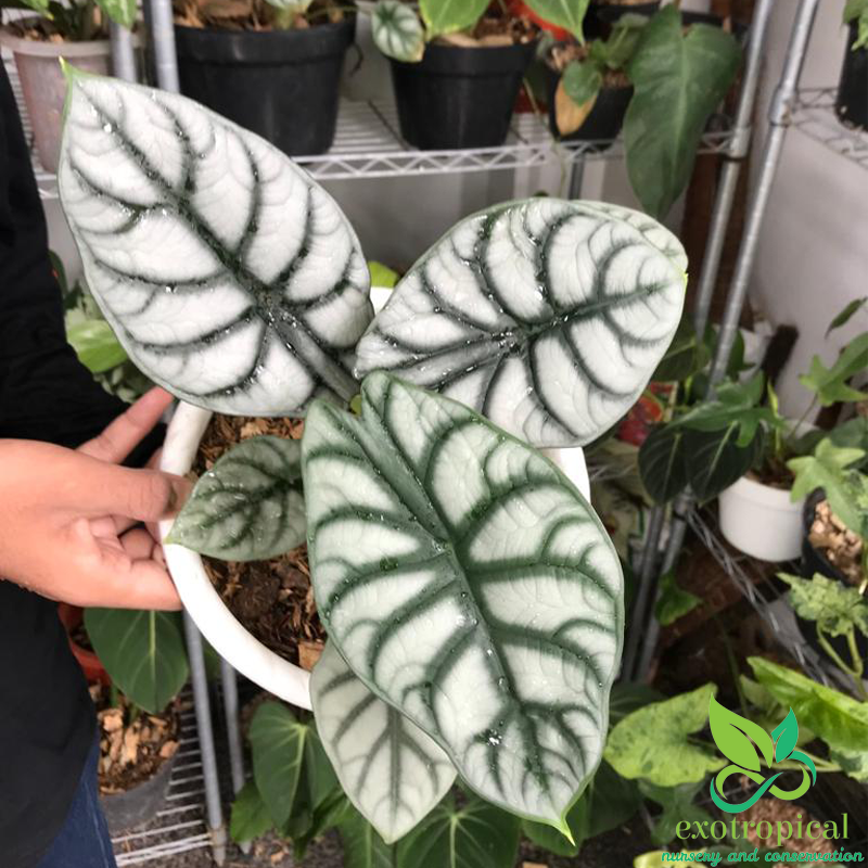 Alocasia Silver Dragon