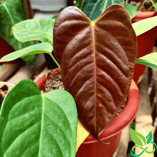 Anthurium Chamberlain
