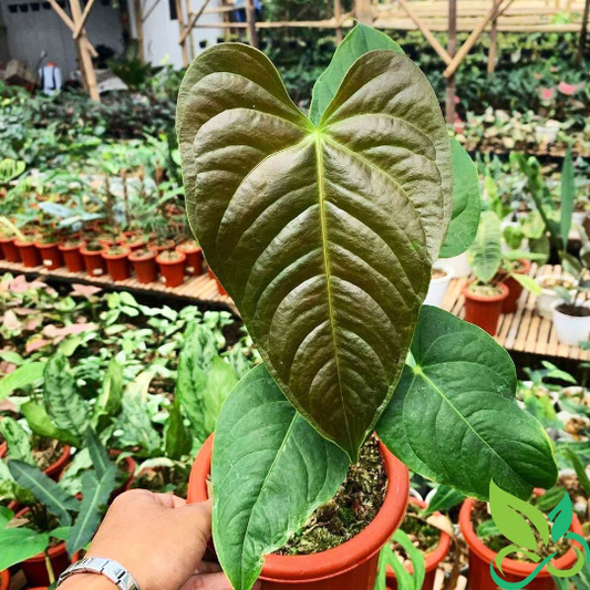Anthurium Chamberlain