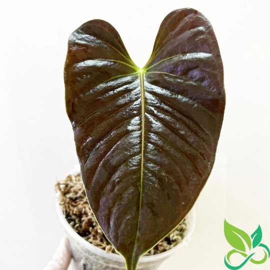 Anthurium Chamberlain