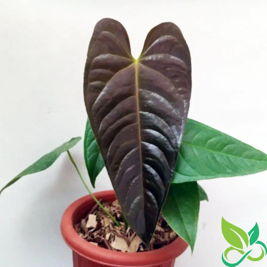 Anthurium Chamberlain