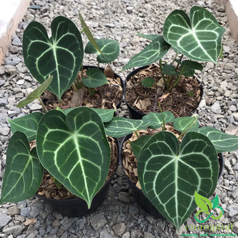 Anthurium Clarinervium