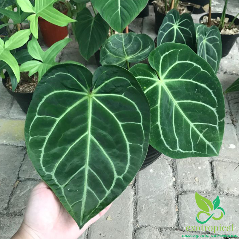 Exotropical Special Package B: Anthurium Lovers