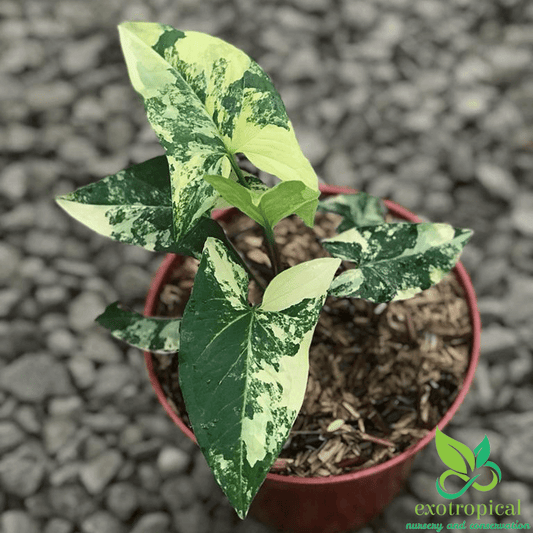 Syngonium Aurea Yellow Variegated