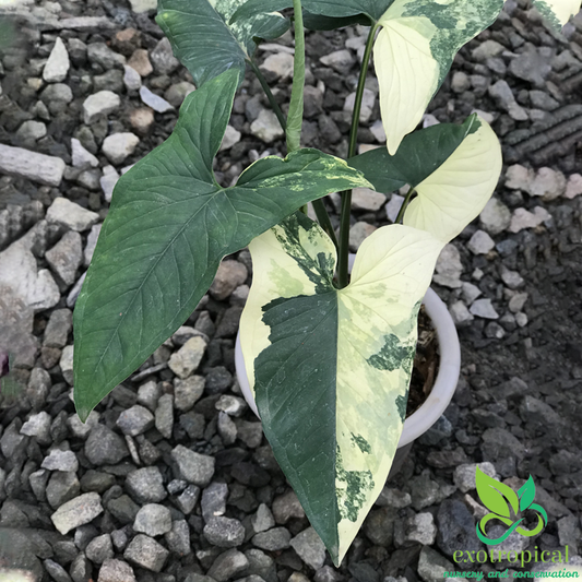 Syngonium Aurea Yellow Variegated