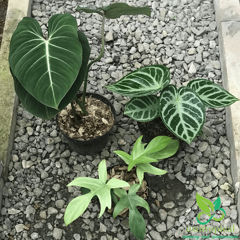 5 plants anthurium crystalinum with many leafs Free Phytosanitary Certificate ship By store DHL Express