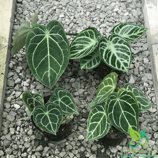 Exotropical Special Package B: Anthurium Lovers