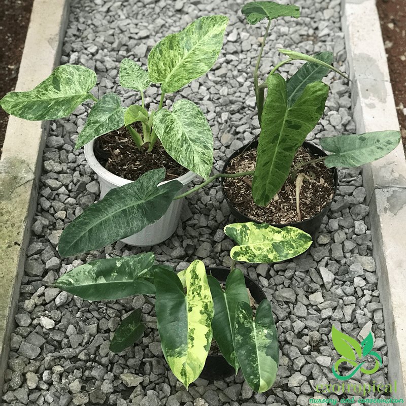 Exotropical Special Package C: Philodendron Lovers