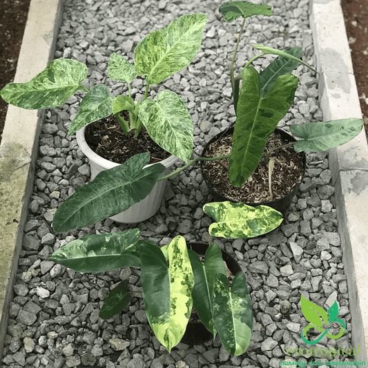 Exotropical Special Package C: Philodendron Lovers
