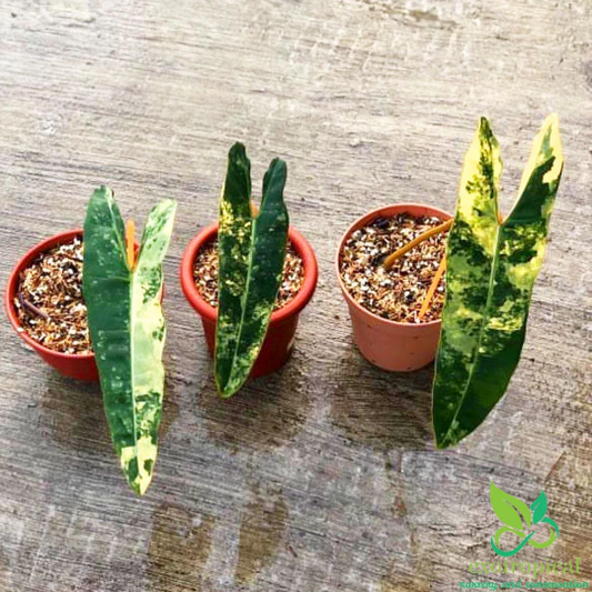 Philodendron Billietiae Variegated