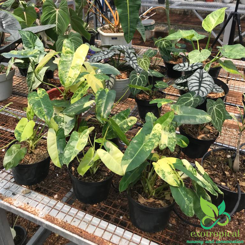 Philodendron Burlemarx Variegated