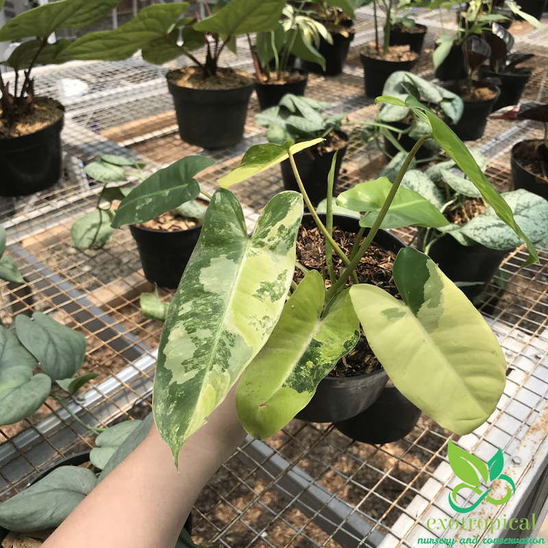 Philodendron Burlemarx Variegated