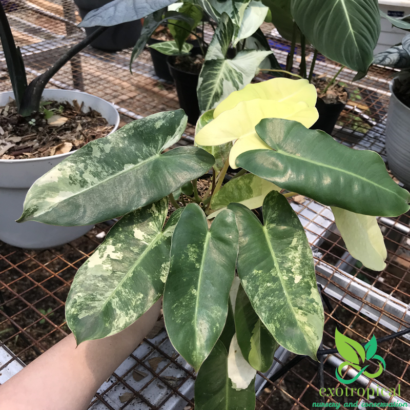 Philodendron Burlemarx Variegated