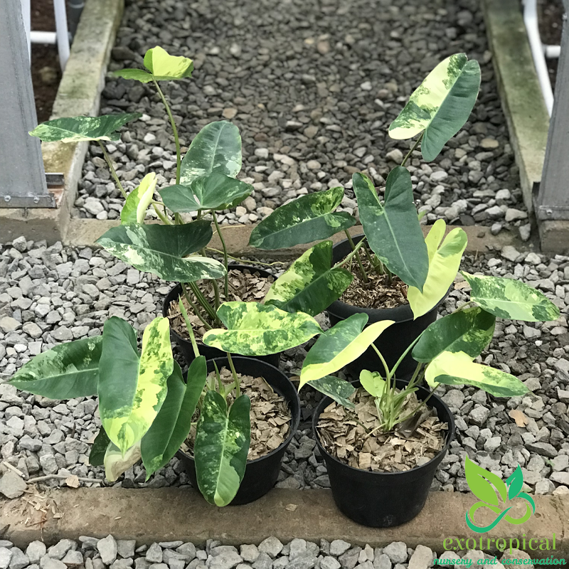 Philodendron Burlemarx Variegated