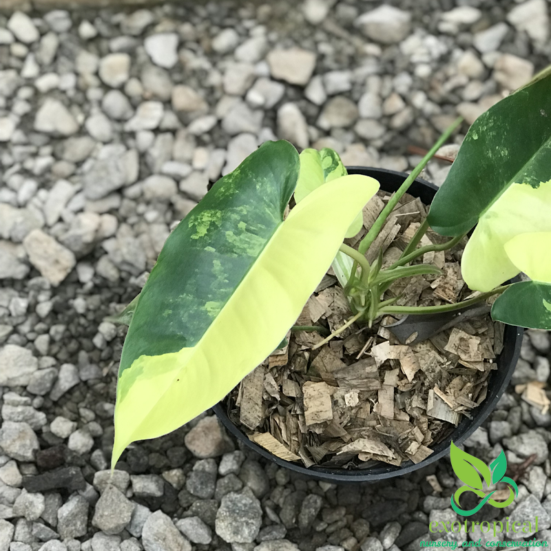 Philodendron Burlemarx Variegated