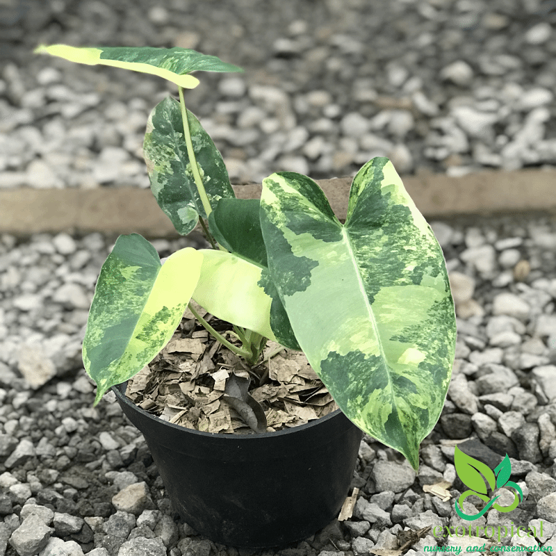 Deals Philodendron burlemarx (burle-marxii) variegated (3:R1) [851] | US Seller Rare Aroid | In-Stock