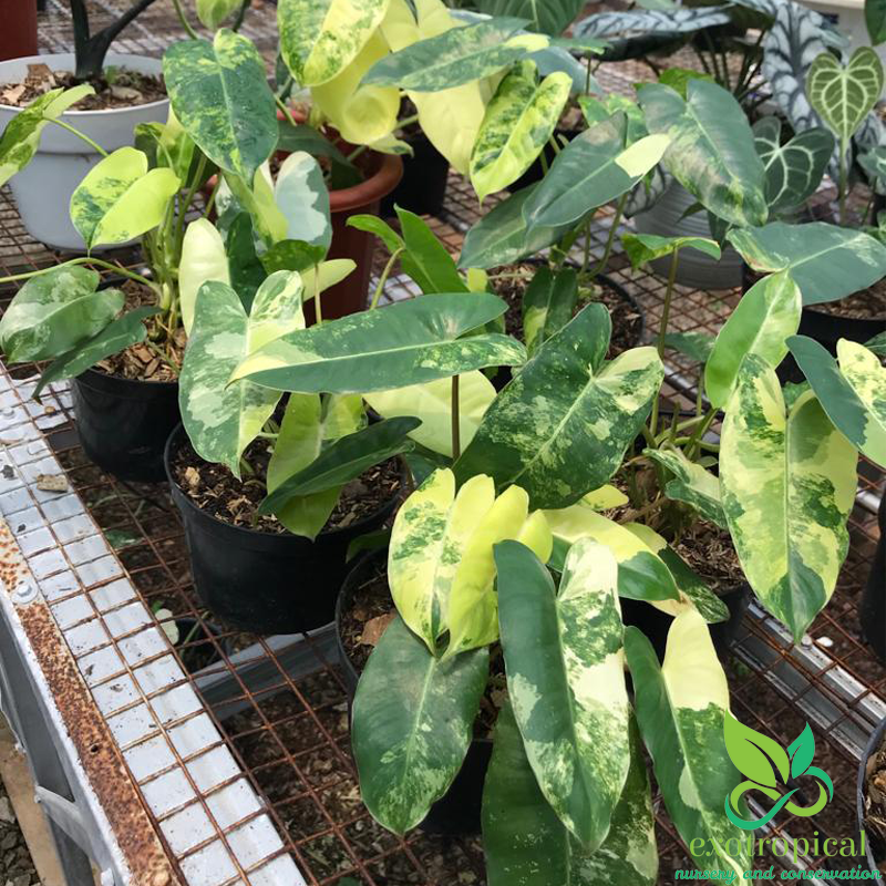 Exotropical Special Package C: Philodendron Lovers