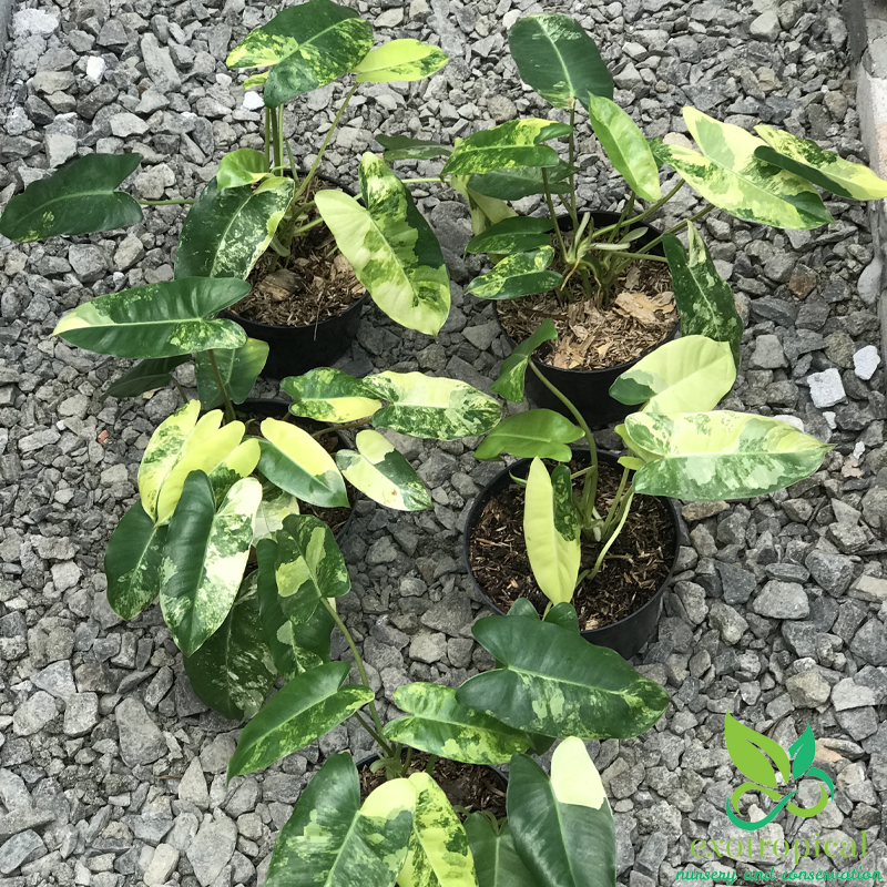 Exotropical Special Package C: Philodendron Lovers