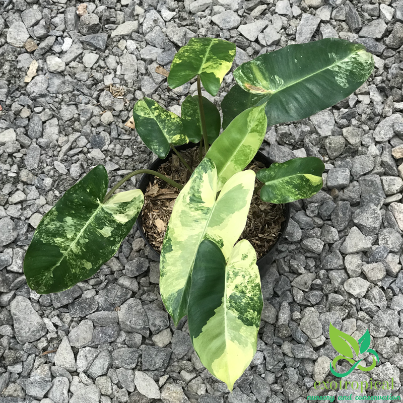 Philodendron Burlemarx Variegated