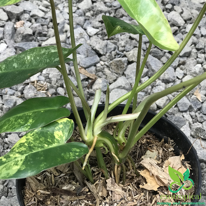 Philodendron Burlemarx Variegated