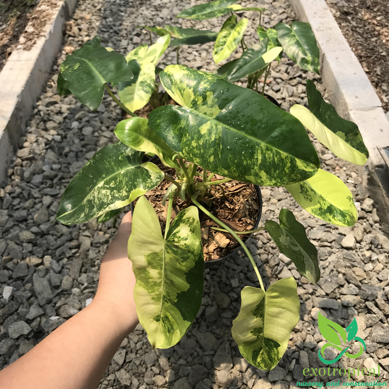 Philodendron Burlemarx Variegated
