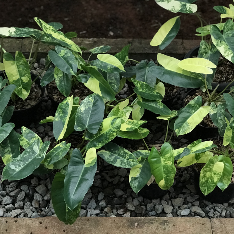 Exotropical Special Package C: Philodendron Lovers