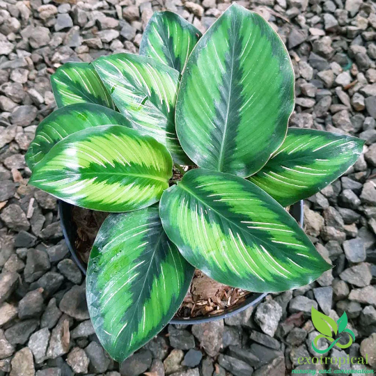 Calathea Beauty Star