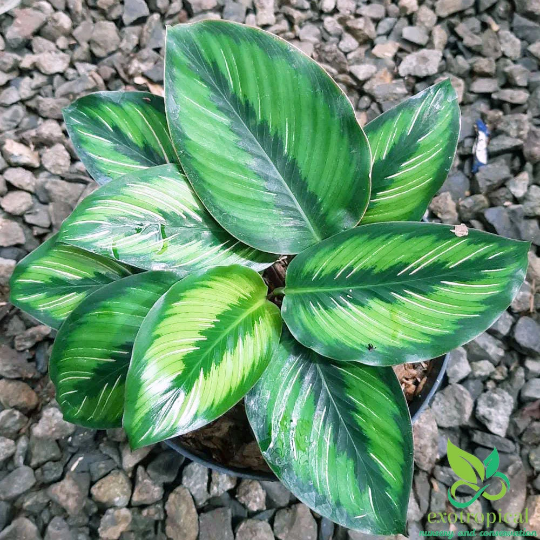 Calathea Beauty Star